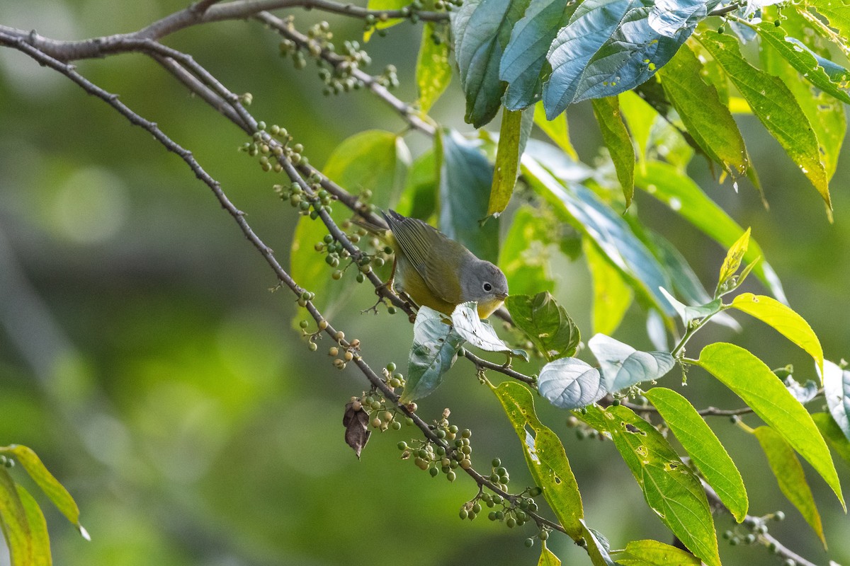 Nashville Warbler - ML612437856