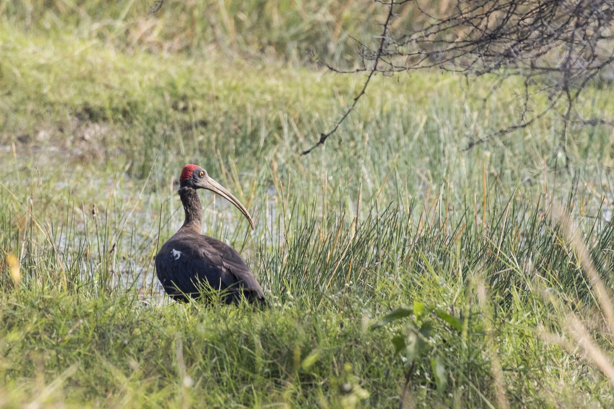 Red-naped Ibis - Ramesh Shenai