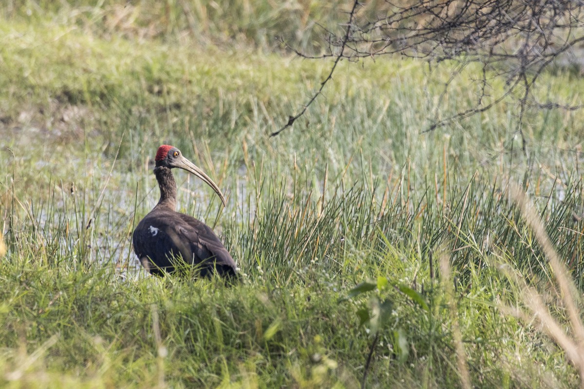 Red-naped Ibis - Ramesh Shenai