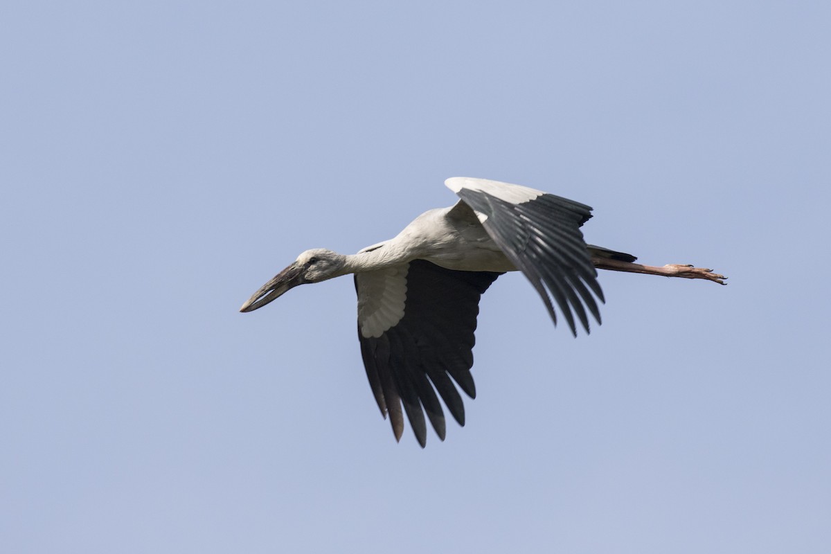 Asian Openbill - Ramesh Shenai