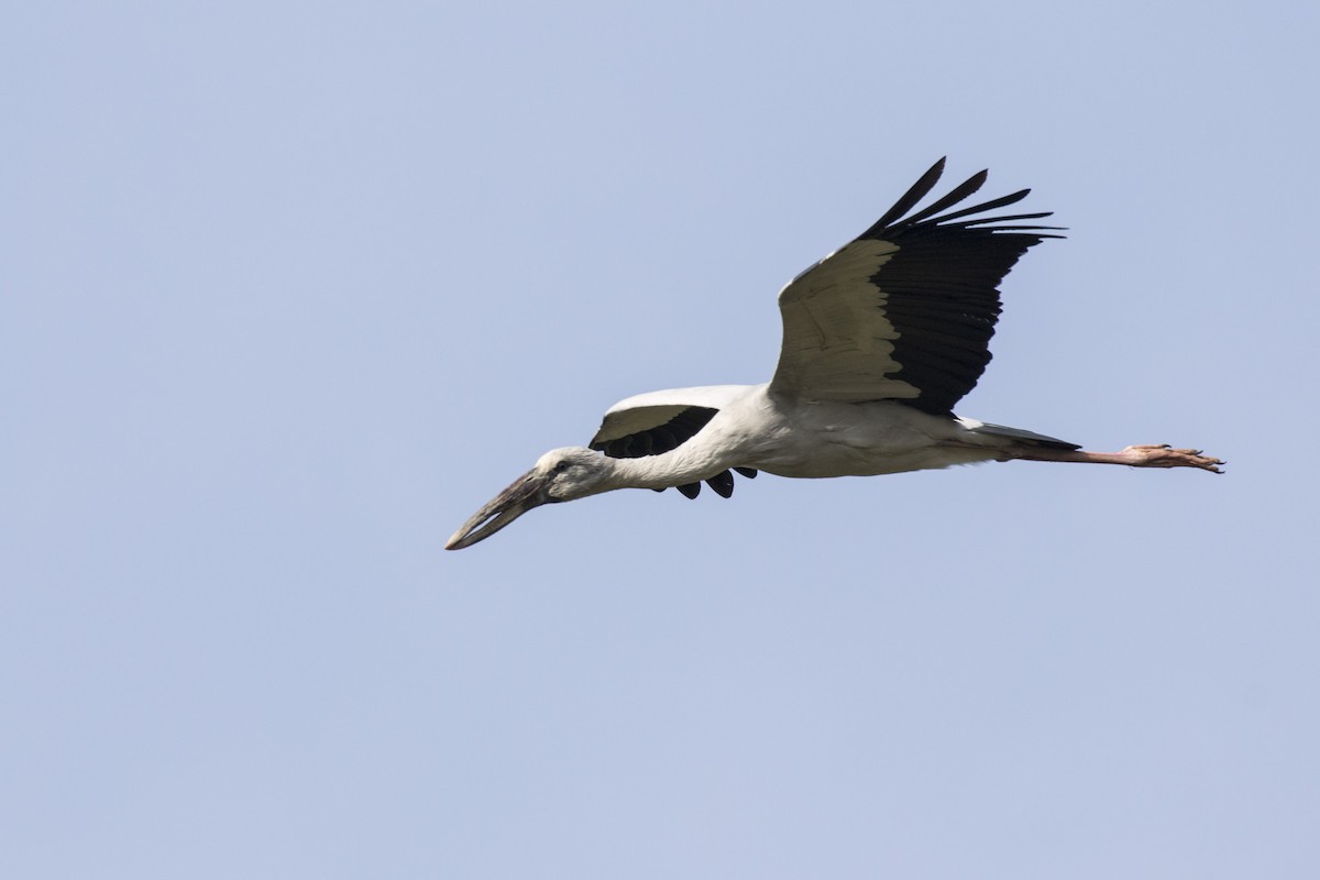 Asian Openbill - Ramesh Shenai