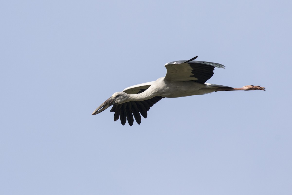 Asian Openbill - Ramesh Shenai