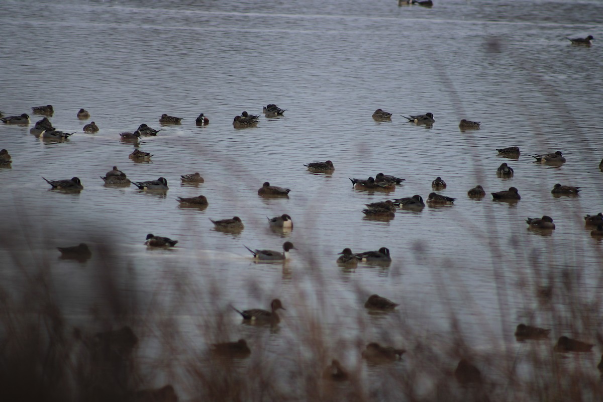 Northern Pintail - ML612437904