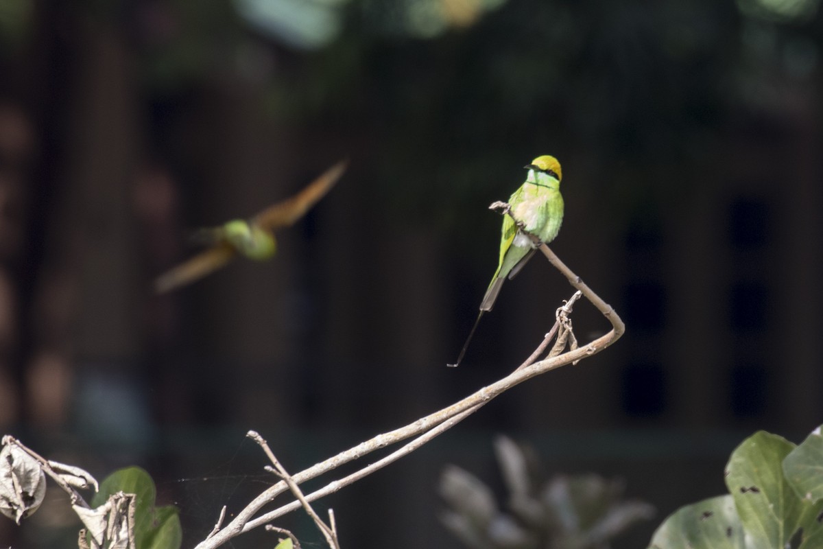 Asian Green Bee-eater - Ramesh Shenai