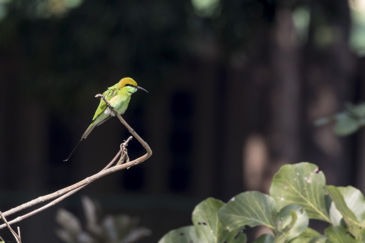 Asian Green Bee-eater - ML612437914