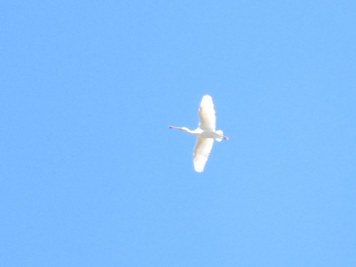 Yellow-billed Spoonbill - ML612437923