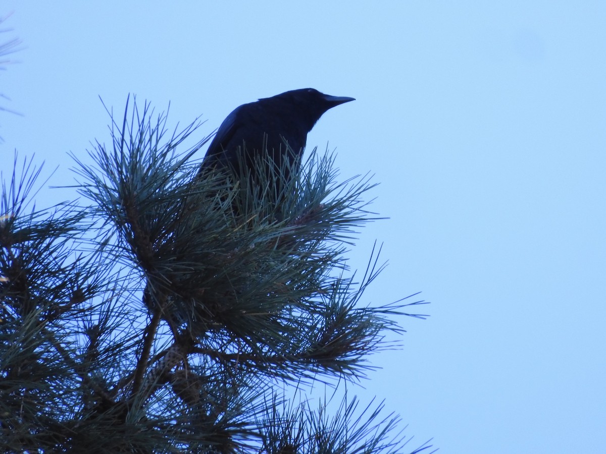 American Crow - ML612437963