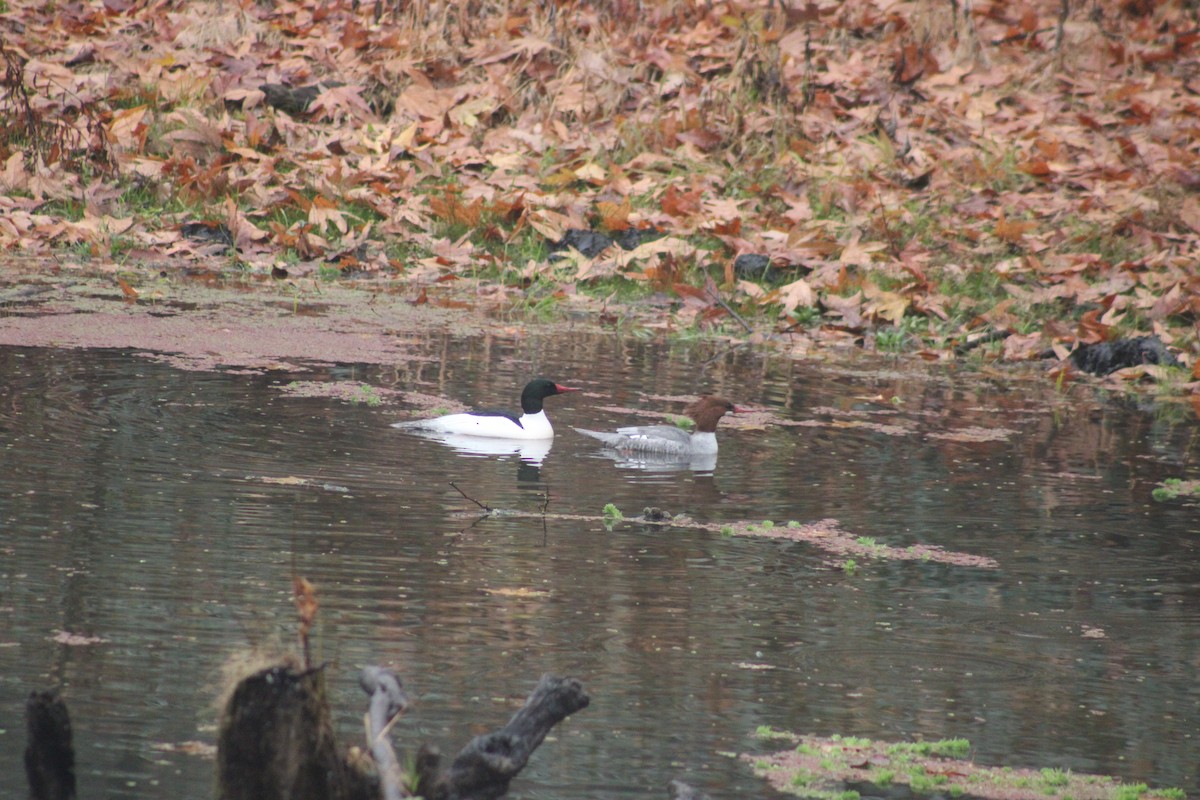 Common Merganser - ML612437968