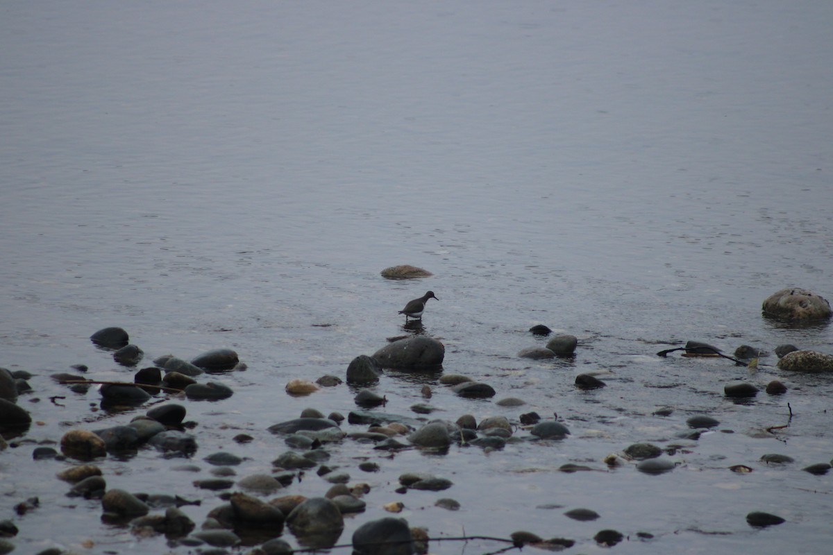 Spotted Sandpiper - ML612437976