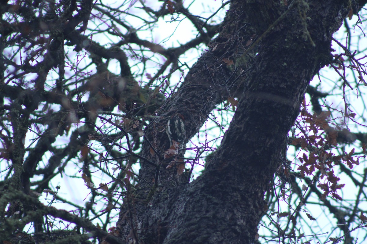 Red-breasted Sapsucker - ML612437994