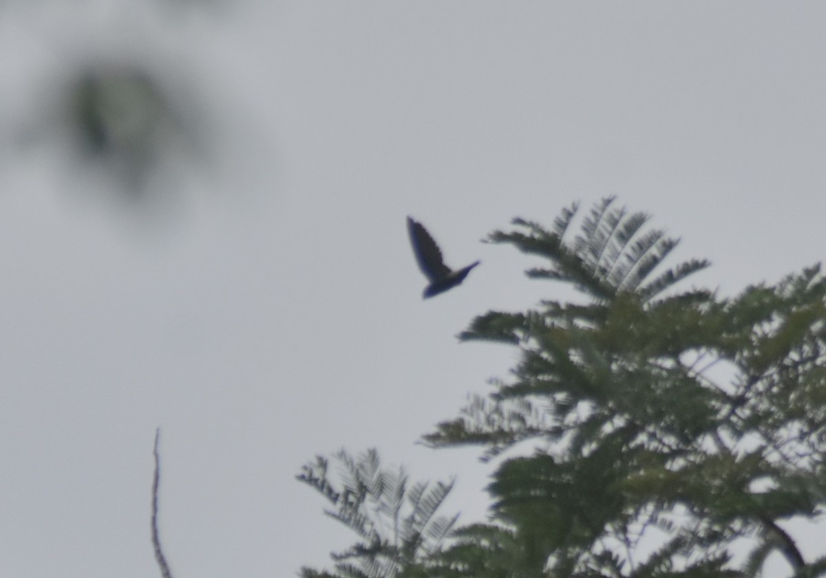 Costa Rican Swift - Rodolfo Dodero