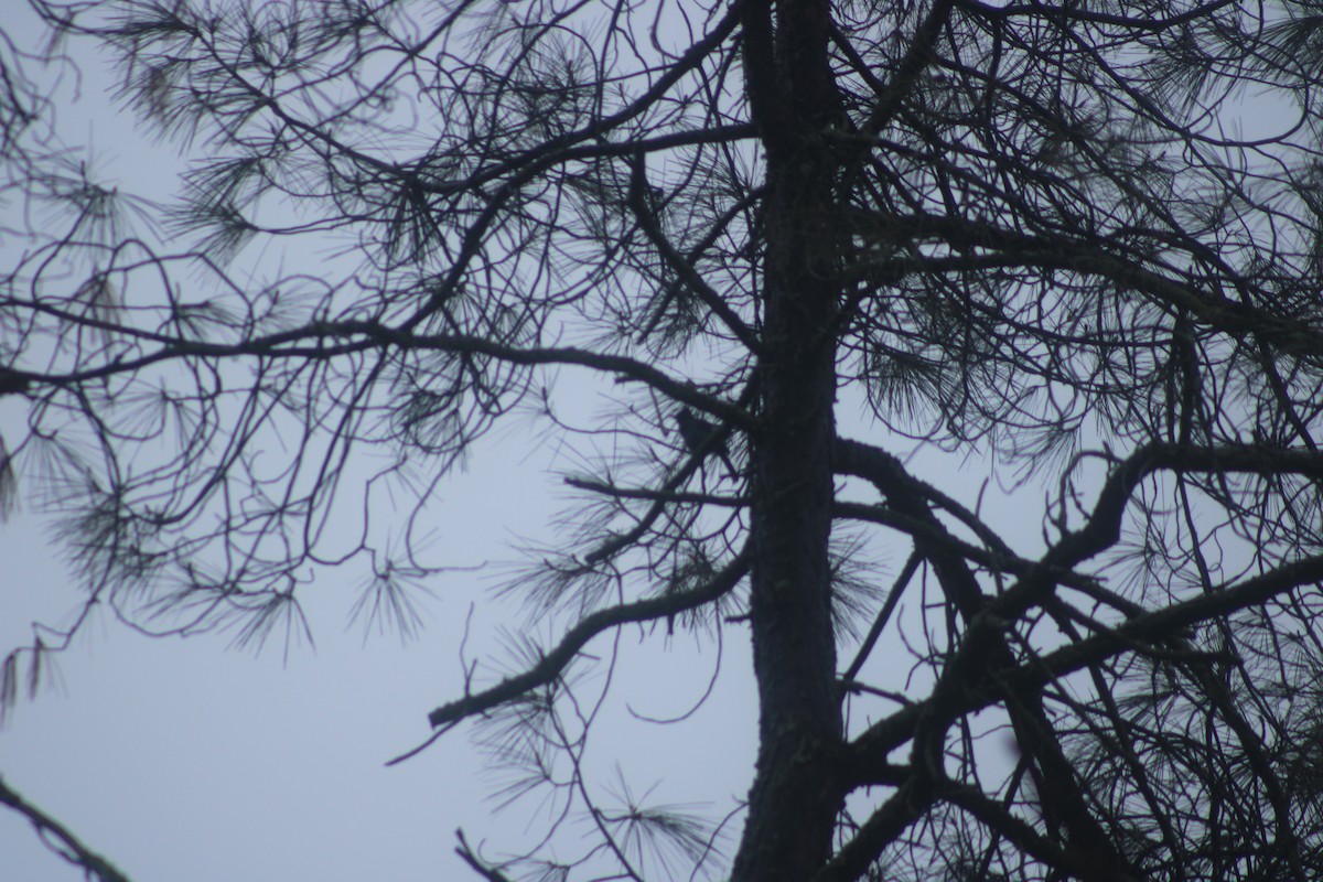 Steller's Jay - ML612438011