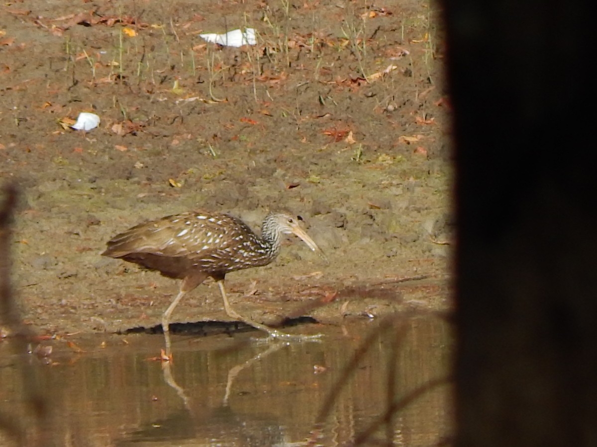 Limpkin - jonathan clark