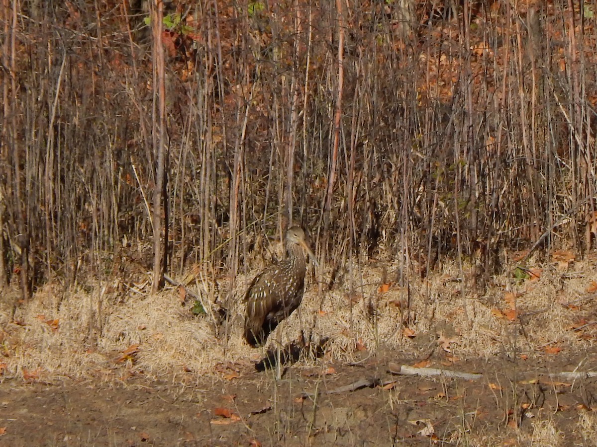 Limpkin - jonathan clark