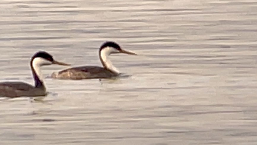 Western Grebe - Craig R Miller