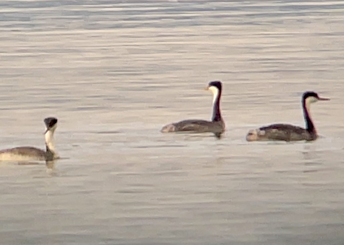 Western Grebe - Craig R Miller