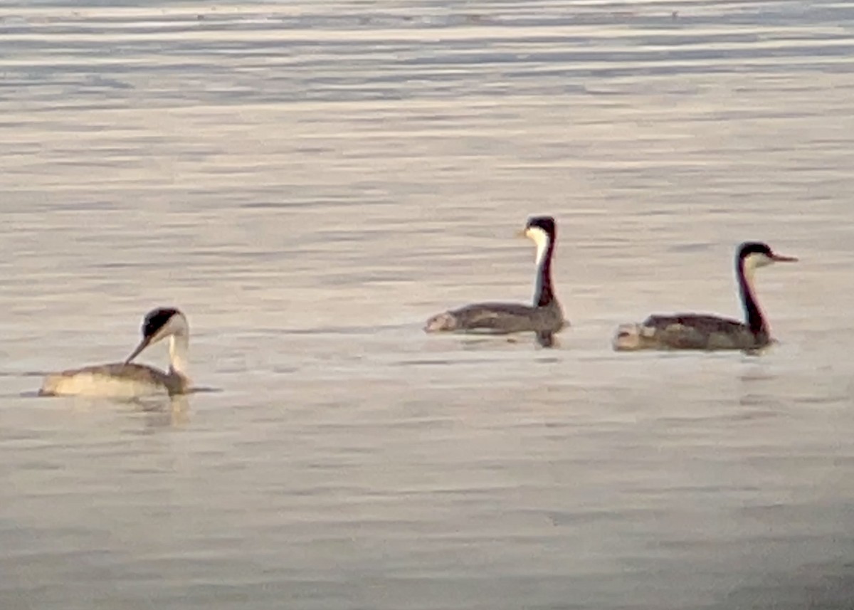 Western Grebe - Craig R Miller