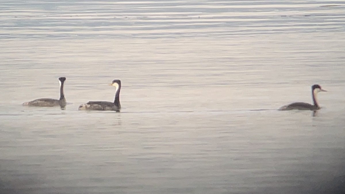 Western Grebe - Craig R Miller