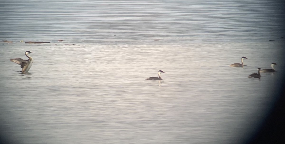 Western Grebe - ML612438091