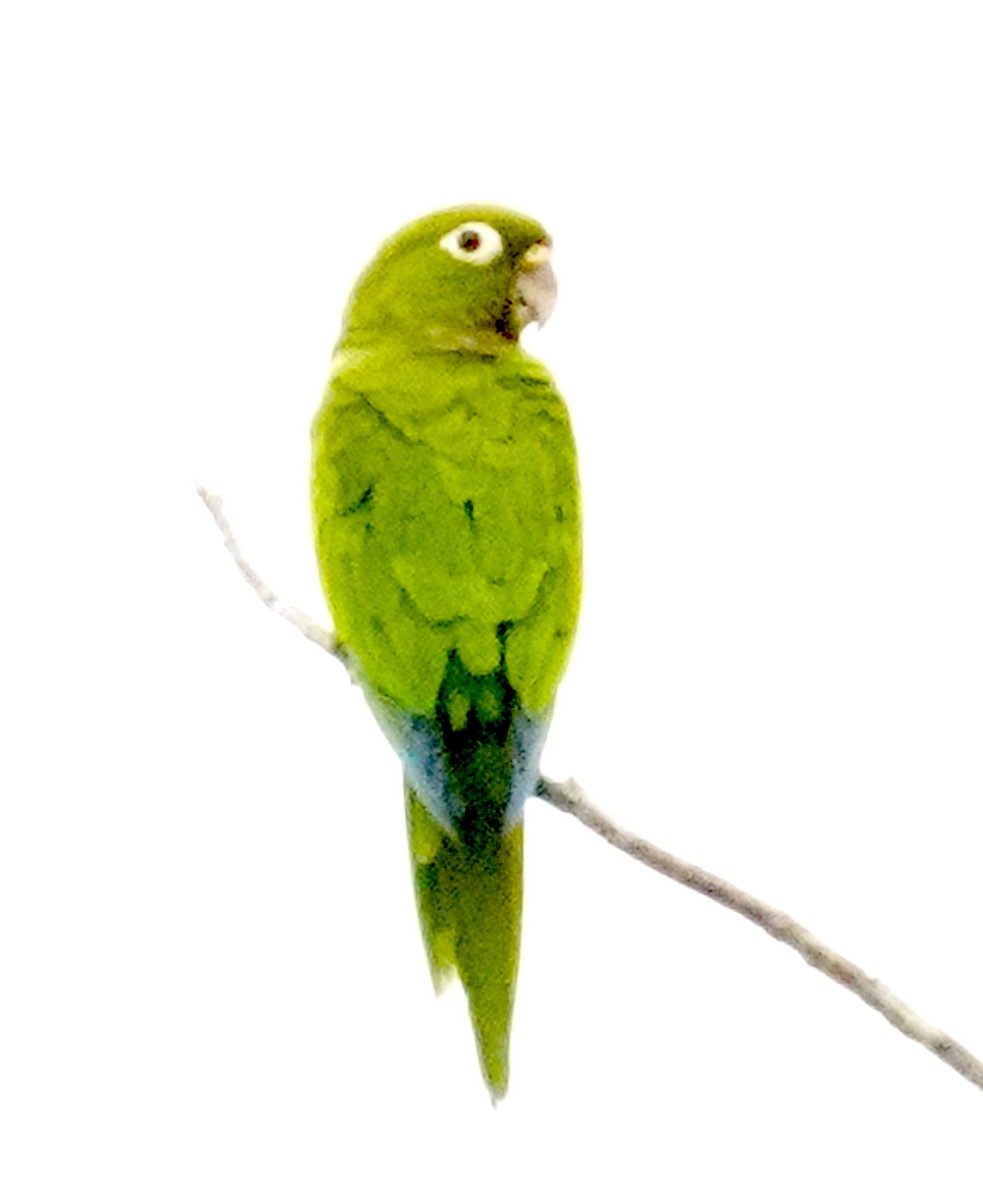 Olive-throated Parakeet (Aztec) - ML612438187