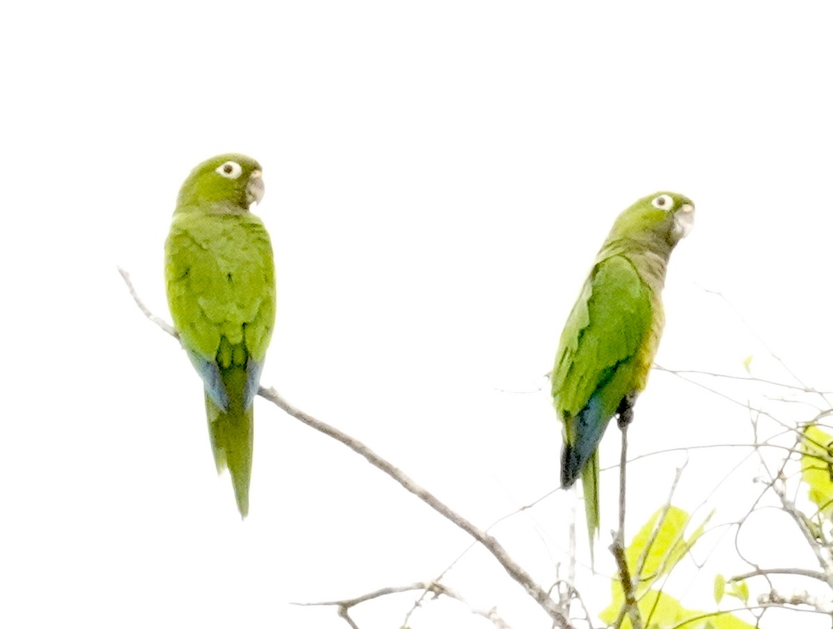Olive-throated Parakeet (Aztec) - ML612438188