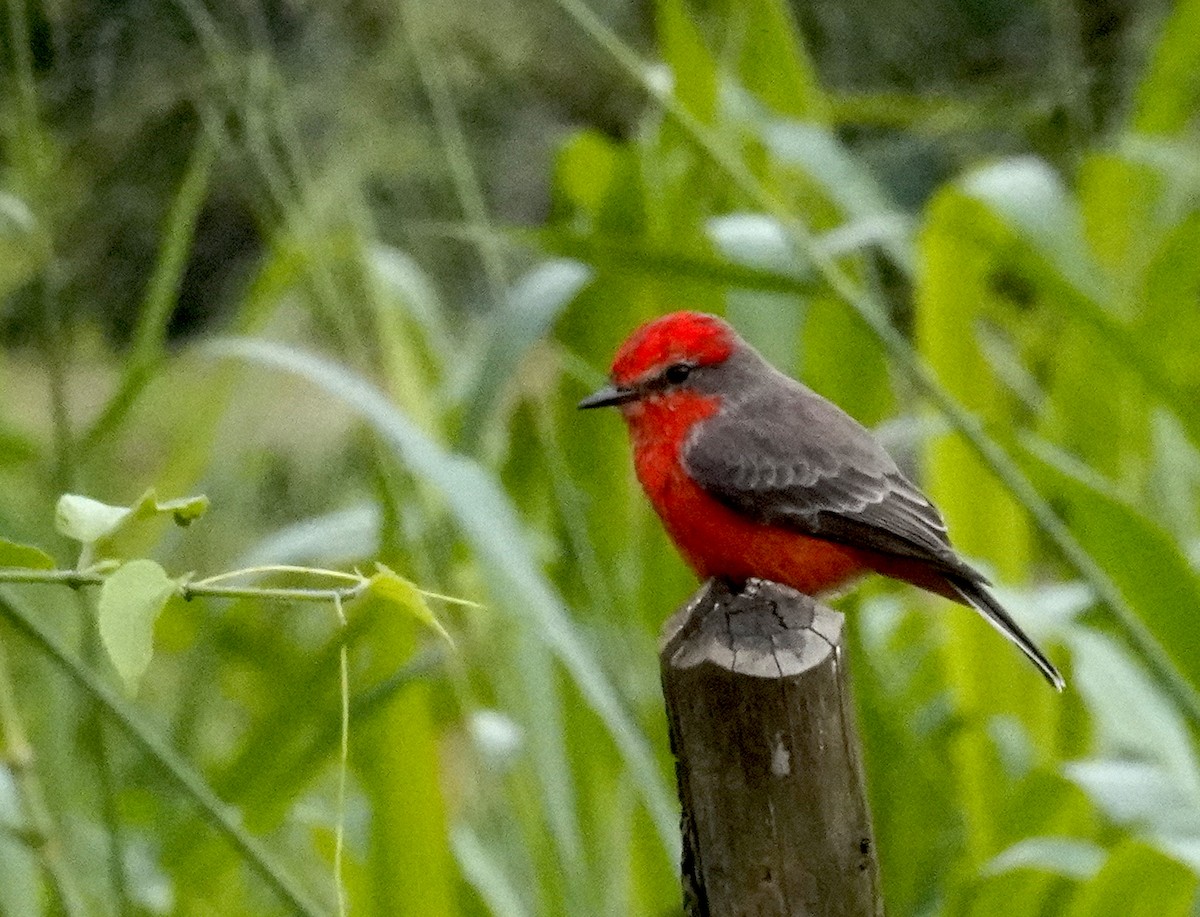 Vermilion Flycatcher - ML612438339