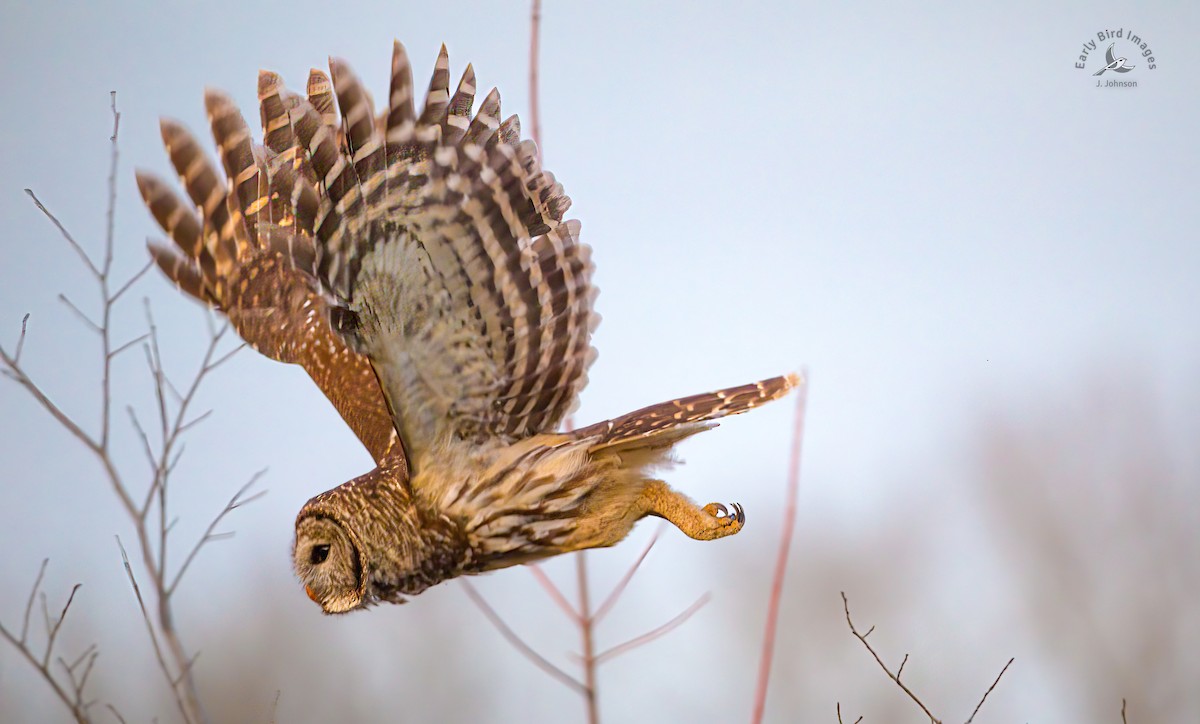 Barred Owl - ML612438375