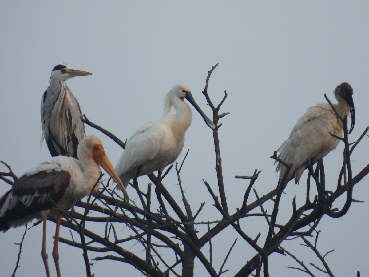 Eurasian Spoonbill - ML612438390