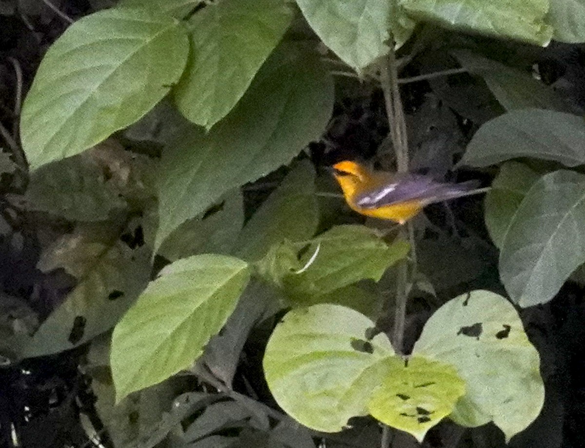 Blue-winged Warbler - ML612438421