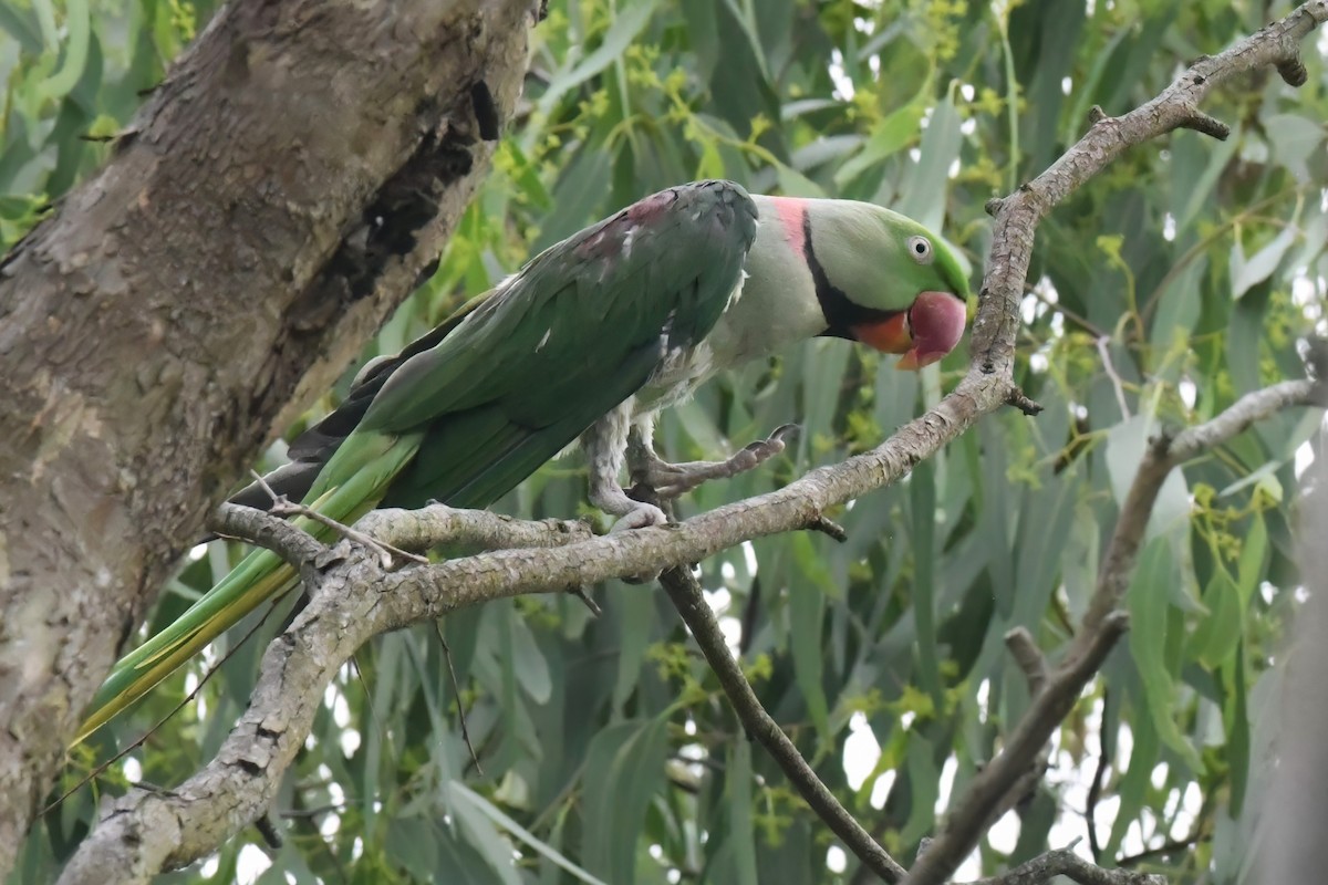 Rose-ringed Parakeet - ML612438424