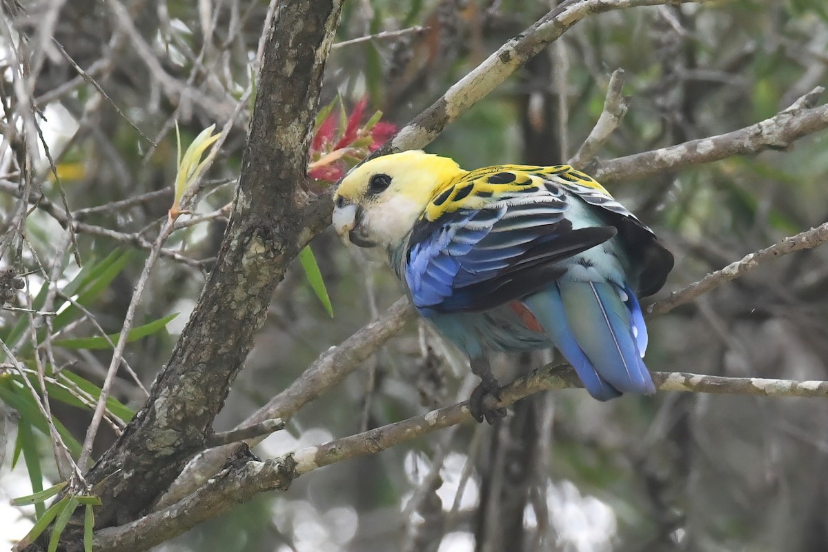 Pale-headed Rosella - ML612438475