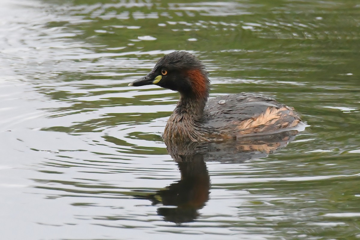 Australasian Grebe - ML612438529