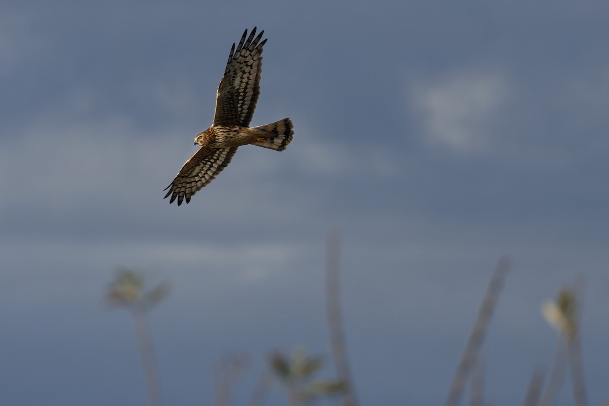 Aguilucho de Hudson - ML612438602