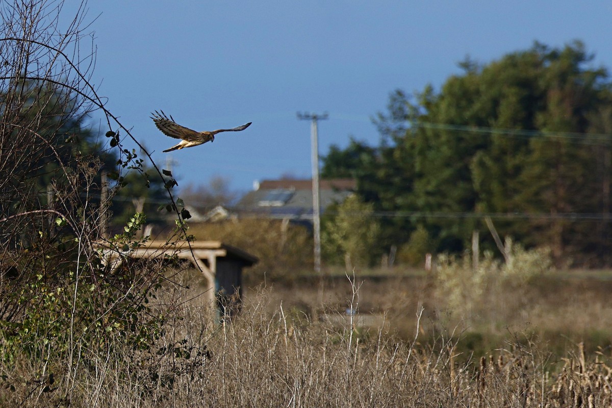 Northern Harrier - ML612438604