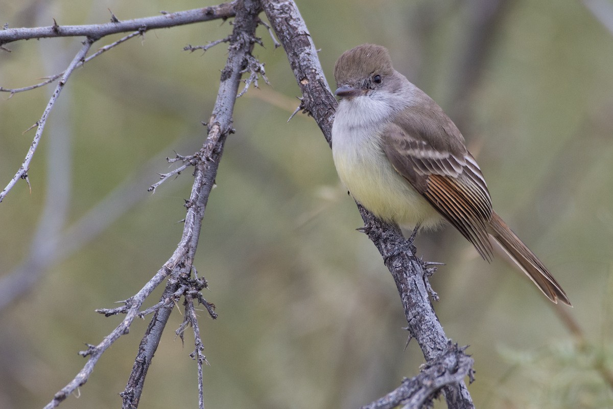 Nutting's Flycatcher - ML612438695