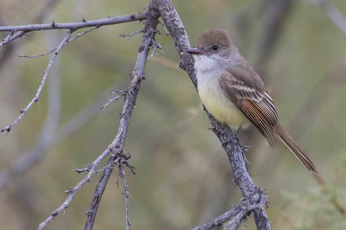 Nutting's Flycatcher - ML612438696
