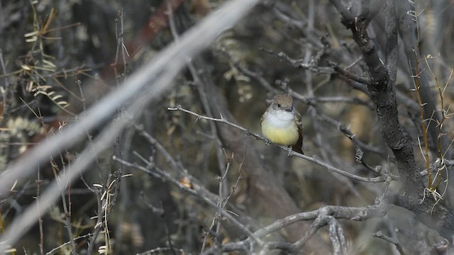 Nutting's Flycatcher - ML612438703