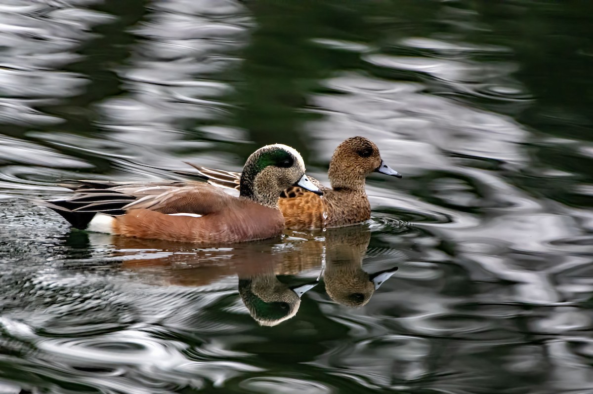 American Wigeon - ML612438781