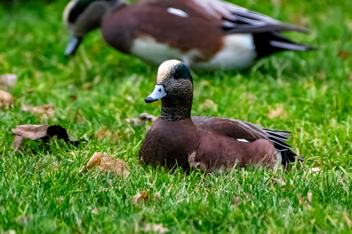 American Wigeon - ML612438782