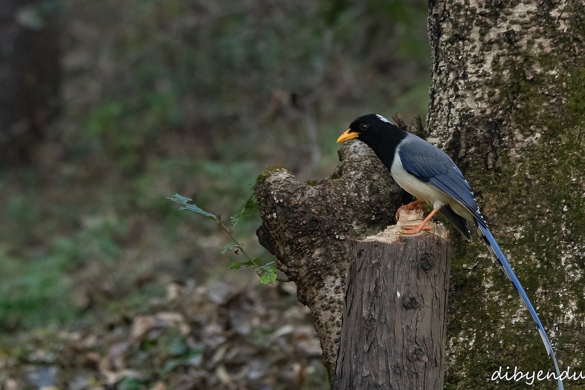 Yellow-billed Blue-Magpie - ML612438788