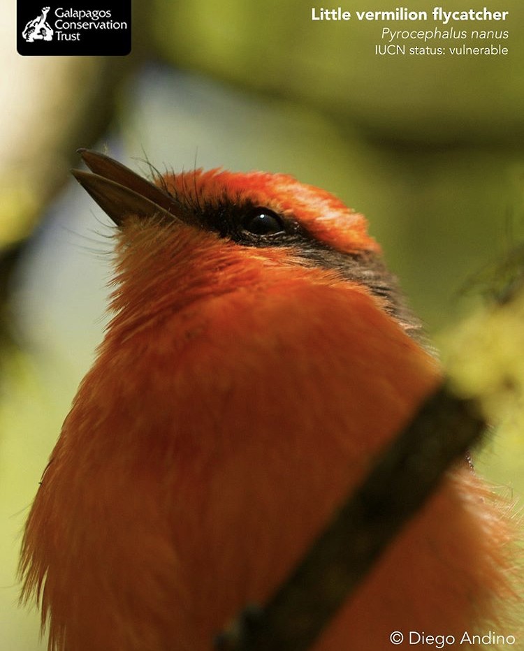 Brujo Flycatcher - ML612438814