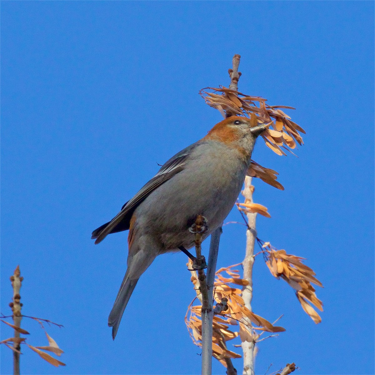 Pine Grosbeak - ML612438816