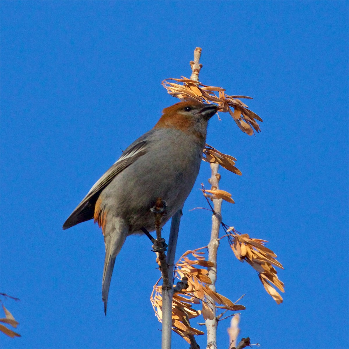 Pine Grosbeak - ML612438817