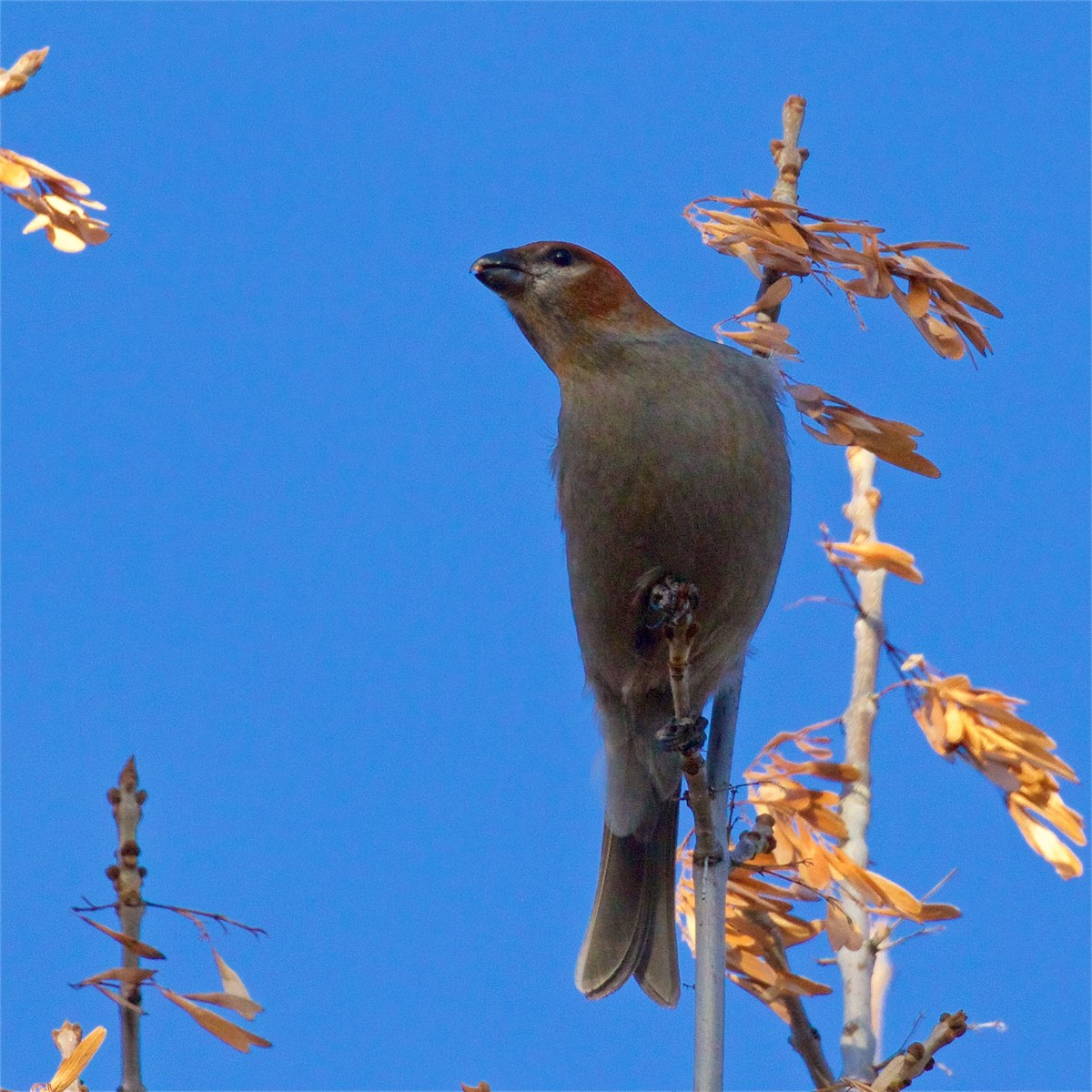 Pine Grosbeak - ML612438818