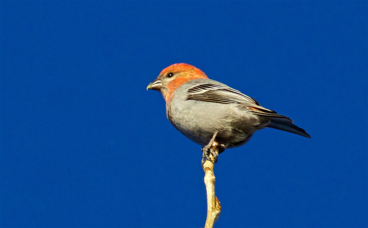 Pine Grosbeak - ML612438819