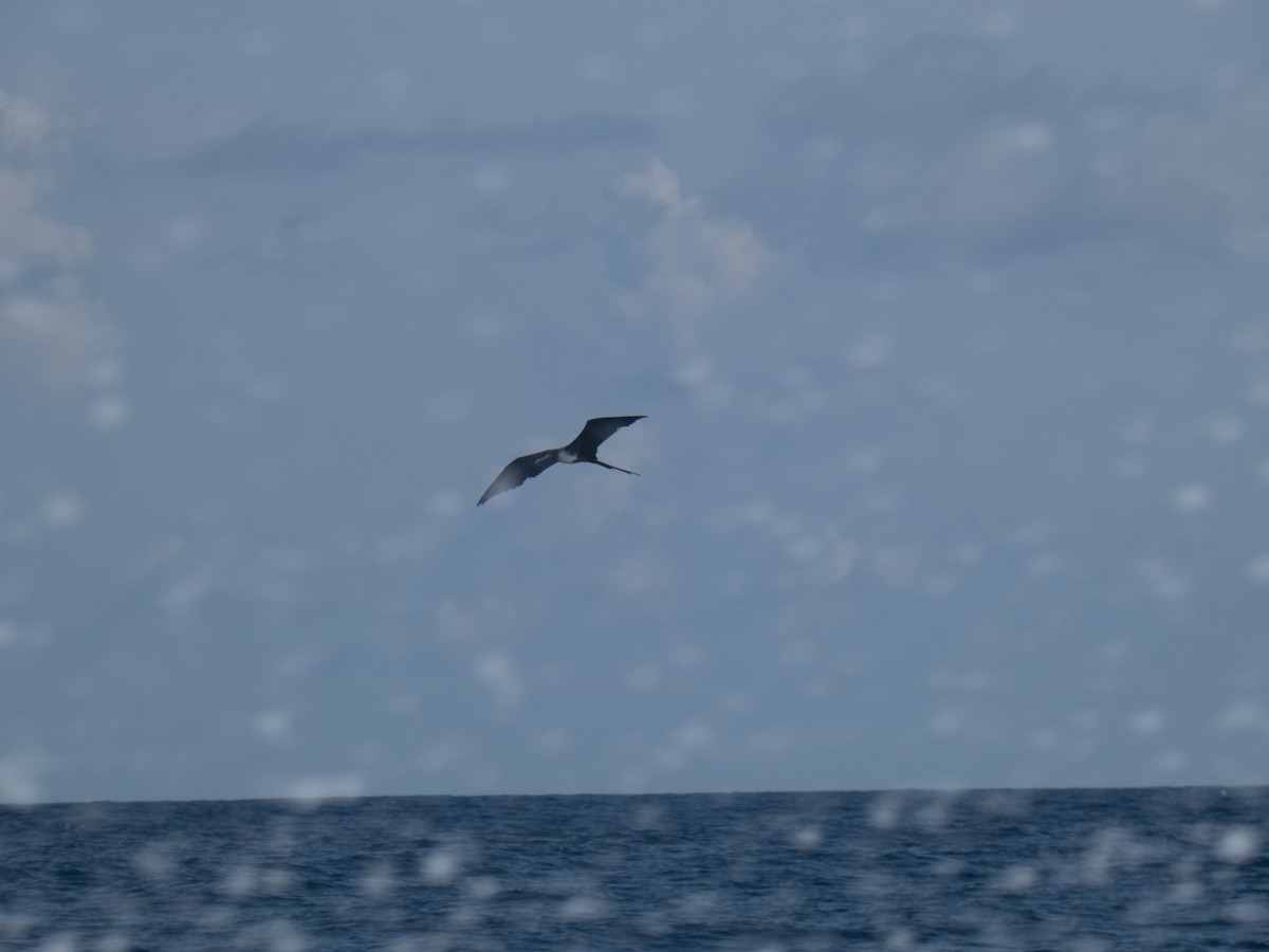 frigatebird sp. - ML612438914