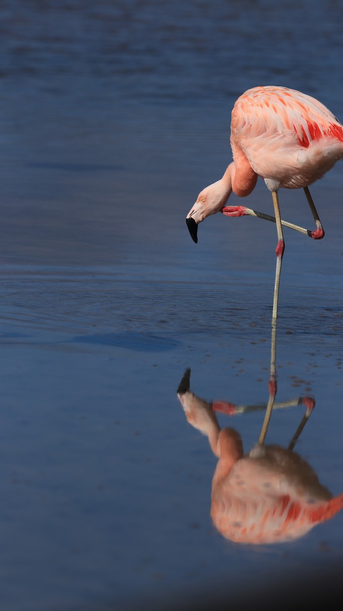 Chilean Flamingo - ML612438932