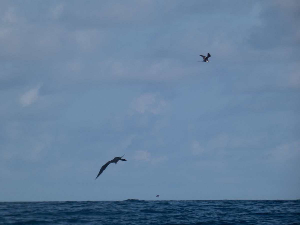 frigatebird sp. - ML612438936