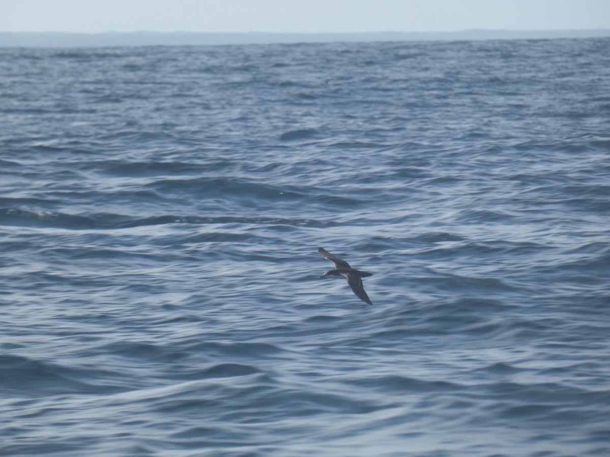 Galapagos Shearwater - ML612439007