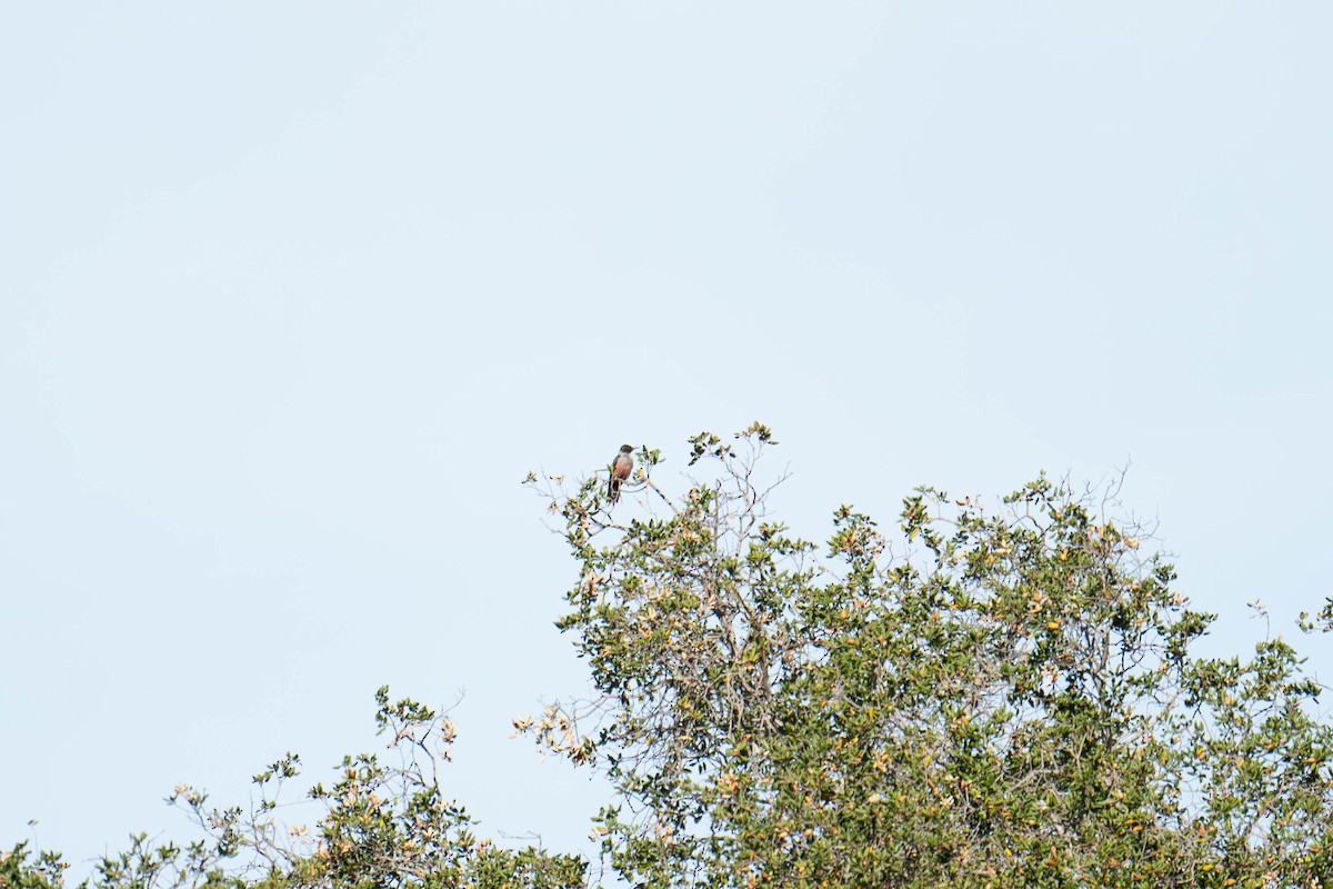 Lewis's Woodpecker - Andy Kleinhesselink